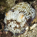 Sepioloidea lineolata